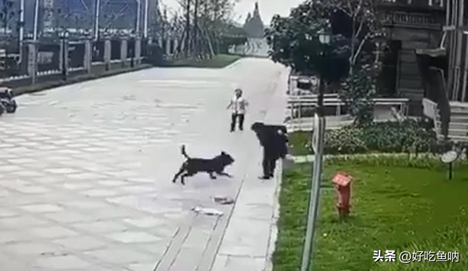 2岁女孩被撕咬受伤严重，烈犬罗威纳是什么来头？被狗咬伤怎么办