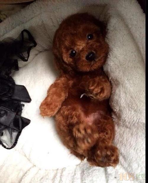 狗狗冬天掉毛怎么办完整版,狗狗冬天掉绒毛厉害怎么办