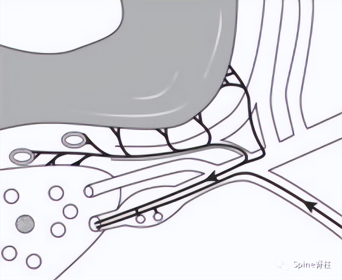 脊柱神经支配疼痛区域,脊柱神经支配的脏腑