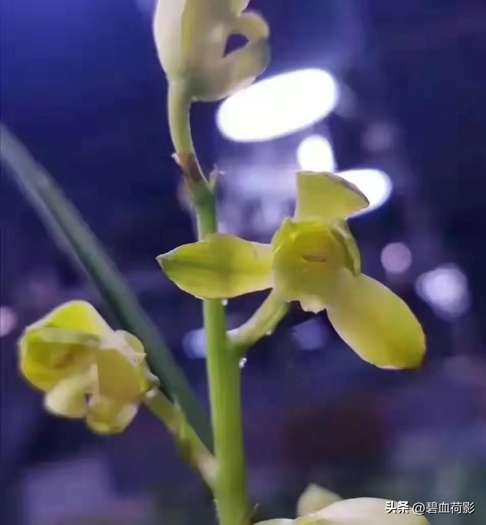 一棵蕙兰值多少钱,一棵蕙兰卖800万图片