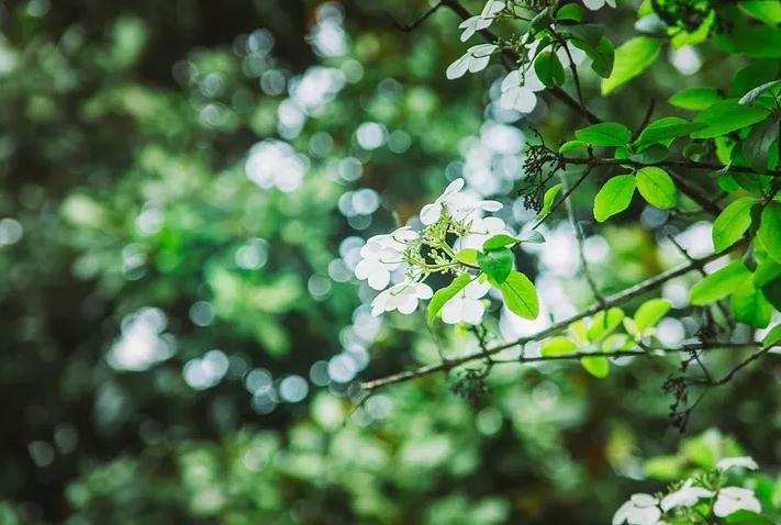 一年花信过满院绿阴多，古诗词里的春天绿阴，这匆忙的时光啊