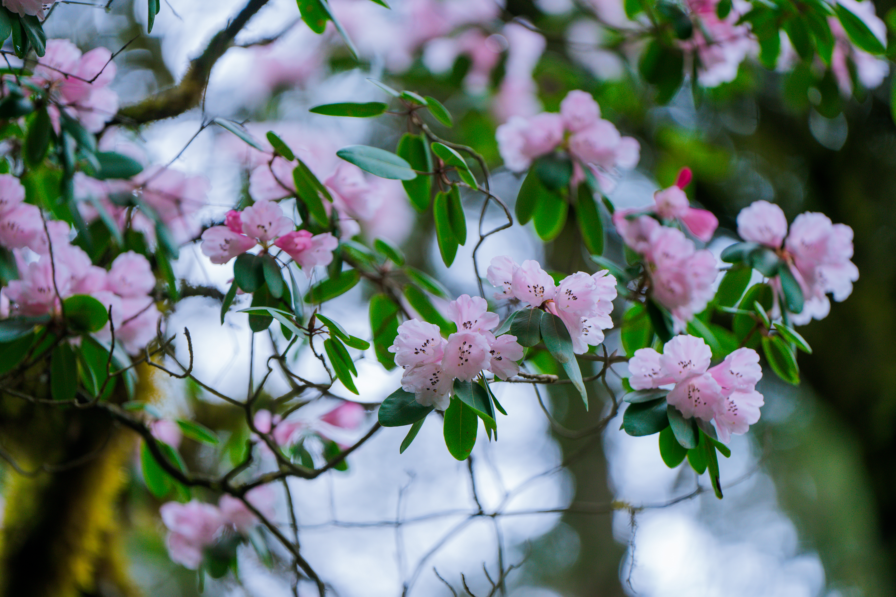 519国际旅游日浙江免费景区,记录旅游黄龙留下美好回忆