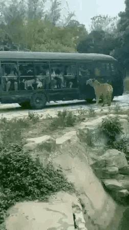 爆笑的动图,爆笑动图大集锦