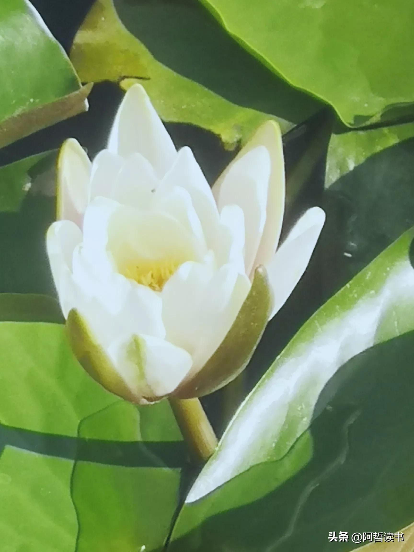 夏日荷花/风影摇曳波光粼，出水芙蓉最可人，一片冰心付与君