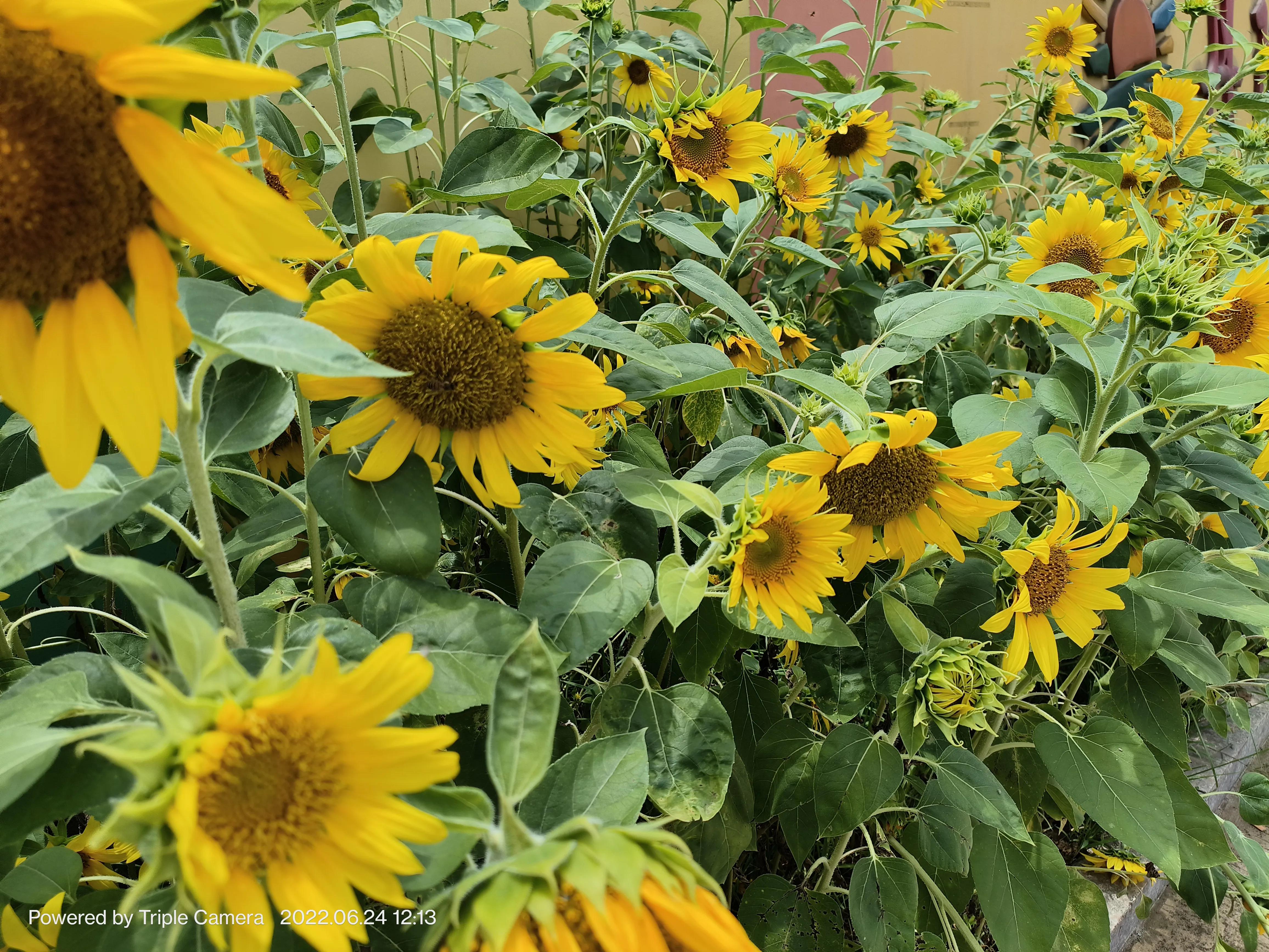 幼儿园门口班牌向日葵吊饰,学校门口的向日葵