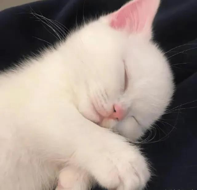 猫咪宝贝歌词,猫咪宝贝dj加长版迪厅