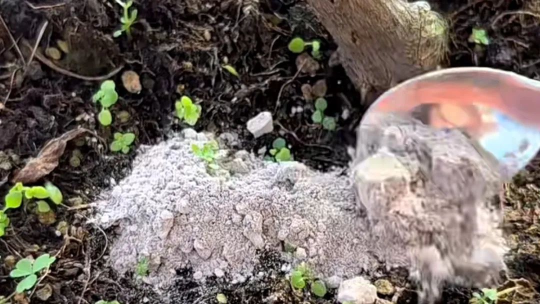 蚊香灰的10大妙用,蚊香灰还有利用价值吗