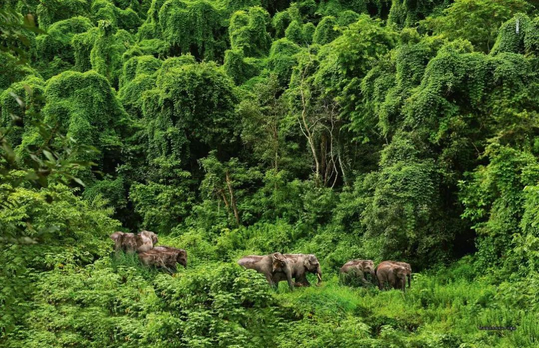东南亚风情版纳攻略,西双版纳东南亚游