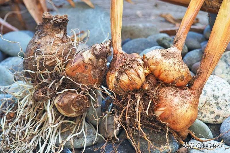 花卉绿植扦插繁殖方法视频播放,各种花卉的扦插视频教程