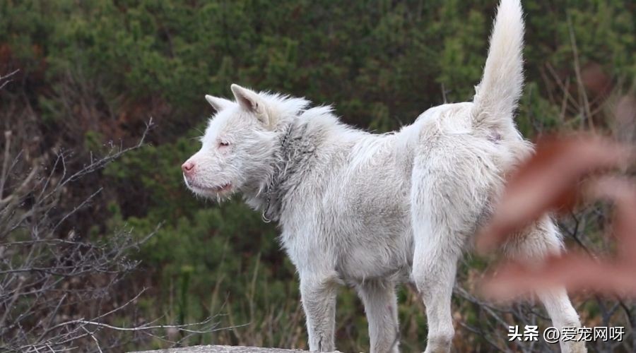每天了解一只狗狗,每天了解一种动物