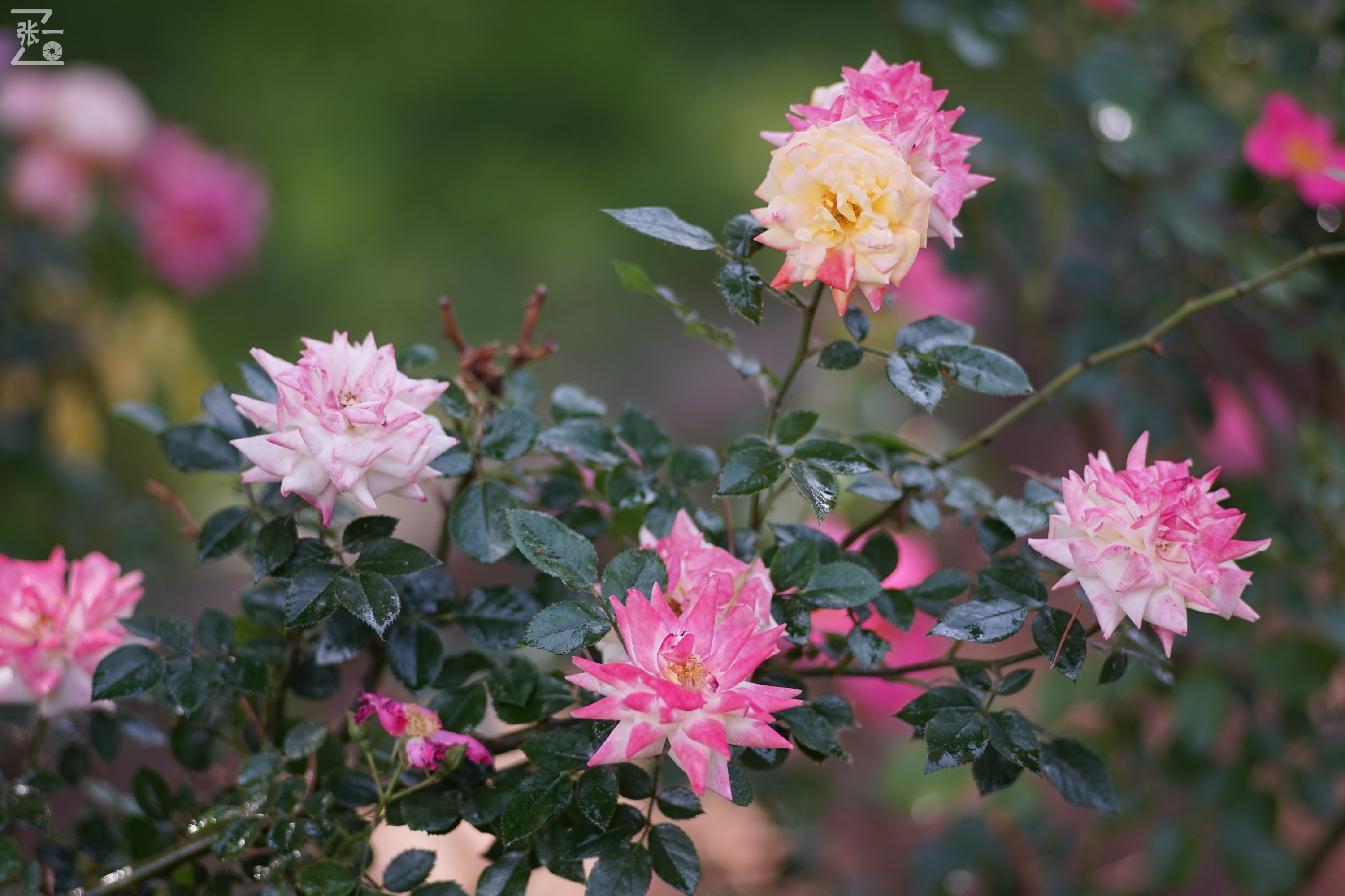 蔡司sonnar50毫米,蔡司sonnar镜头生产年份