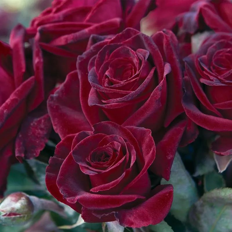 月季花瓣的旋转方向,月季花瓣和玫瑰花瓣的区别