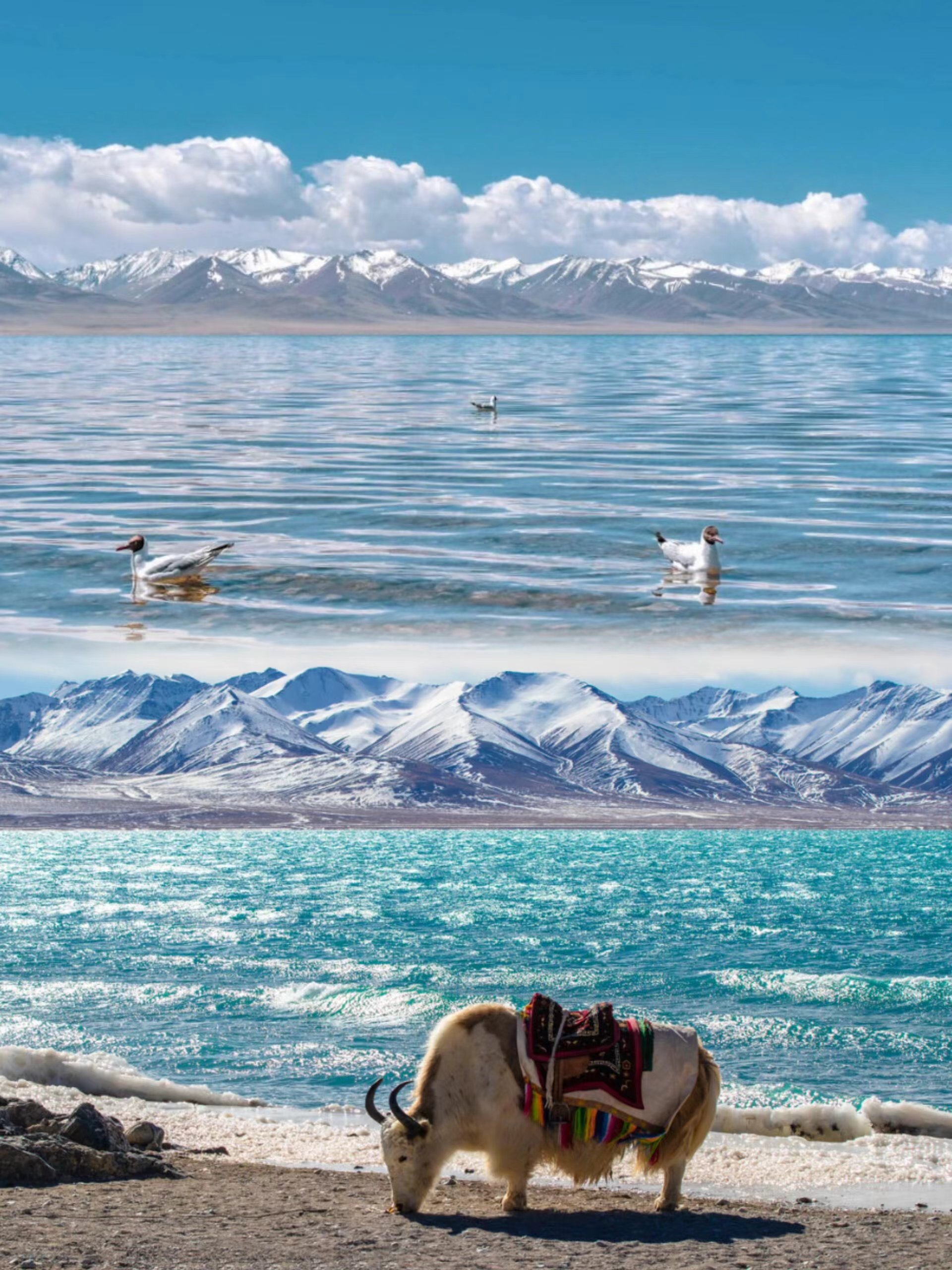 藏西跟团游,西藏藏客旅行社怎么样