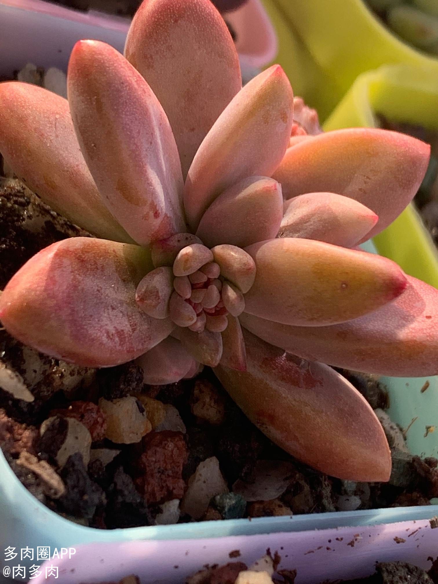 多肉长霉菌可以喷双氧水吗,多肉为什么长虫