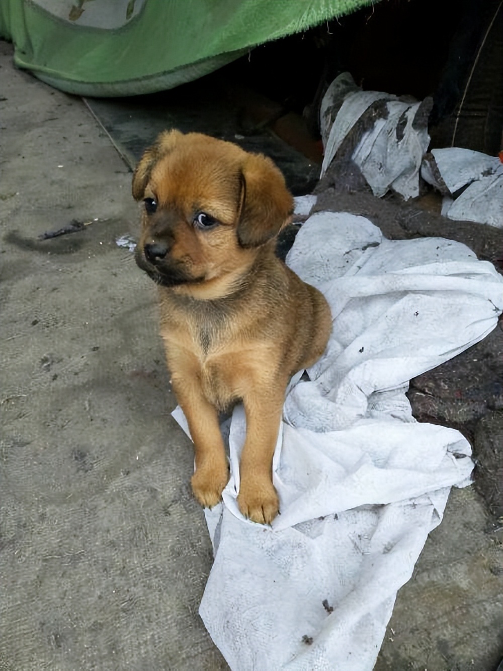 为什么中华田园犬越来越受欢迎,中华田园犬为什么不受人喜爱