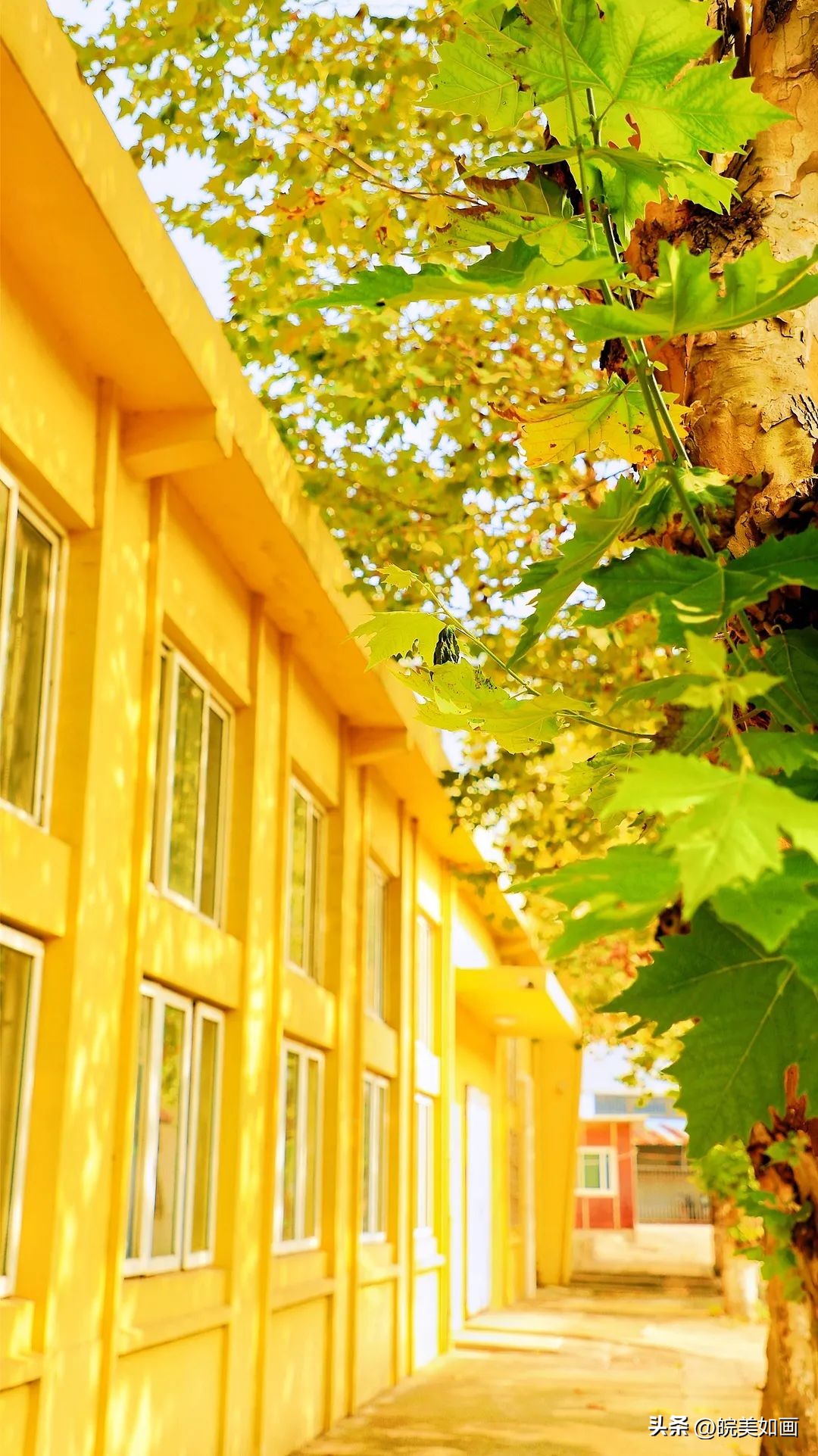 安徽大学好看的风景,高校最美秋景