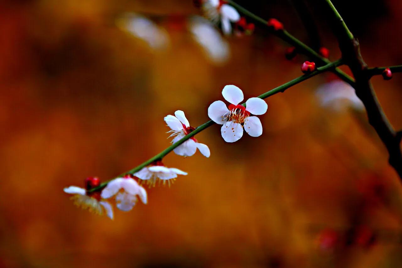 白梅花绽放视频,白梅花盛开