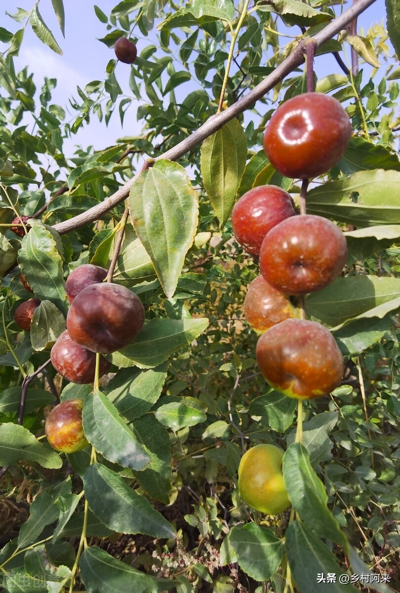 南方红枣和北方大枣的差别,大枣的特点