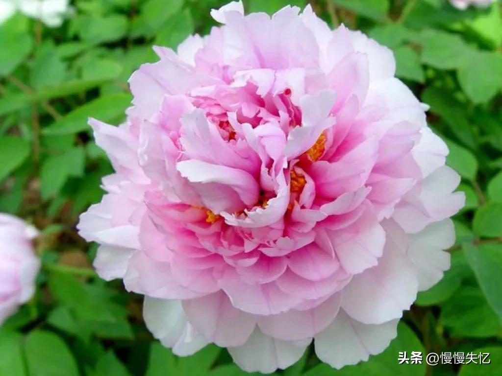 历代咏牡丹花诗词大全,关于牡丹花的古诗刘禹锡