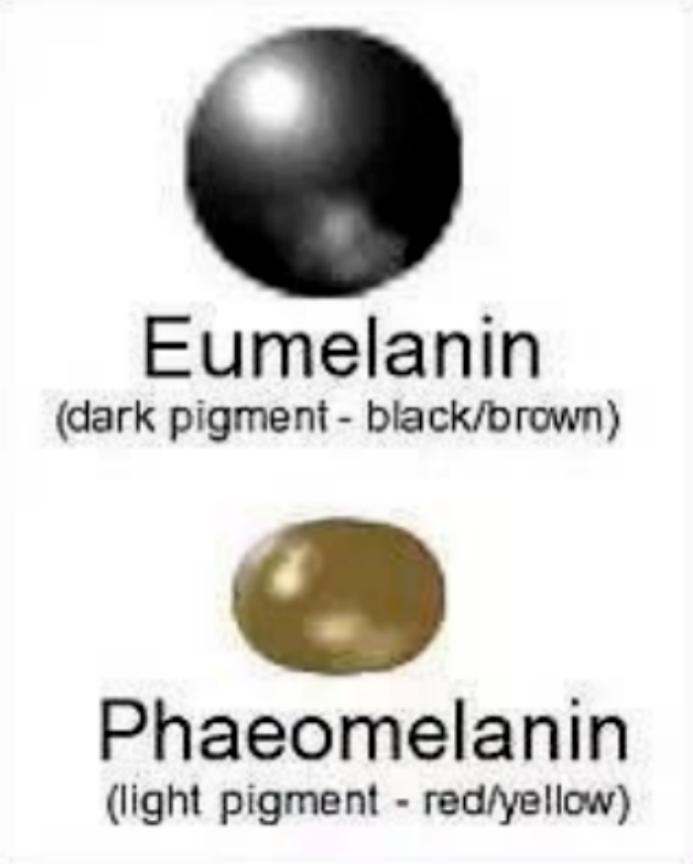 他们收养黑猫后，半年中了百万英镑？谁再说黑猫不吉利！