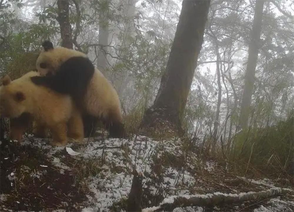 野生大熊猫和圈养大熊猫打架,白色大熊猫与大熊猫罕见同框凶