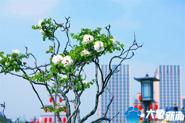 花开时节动京城最美不过洛阳城,四月洛阳美如画千年帝都是花城