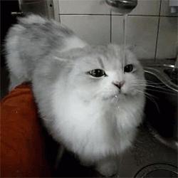 猫咪会因为天气变化不爱喝水吗,猫咪不爱喝水可以把猫粮泡水喂吗