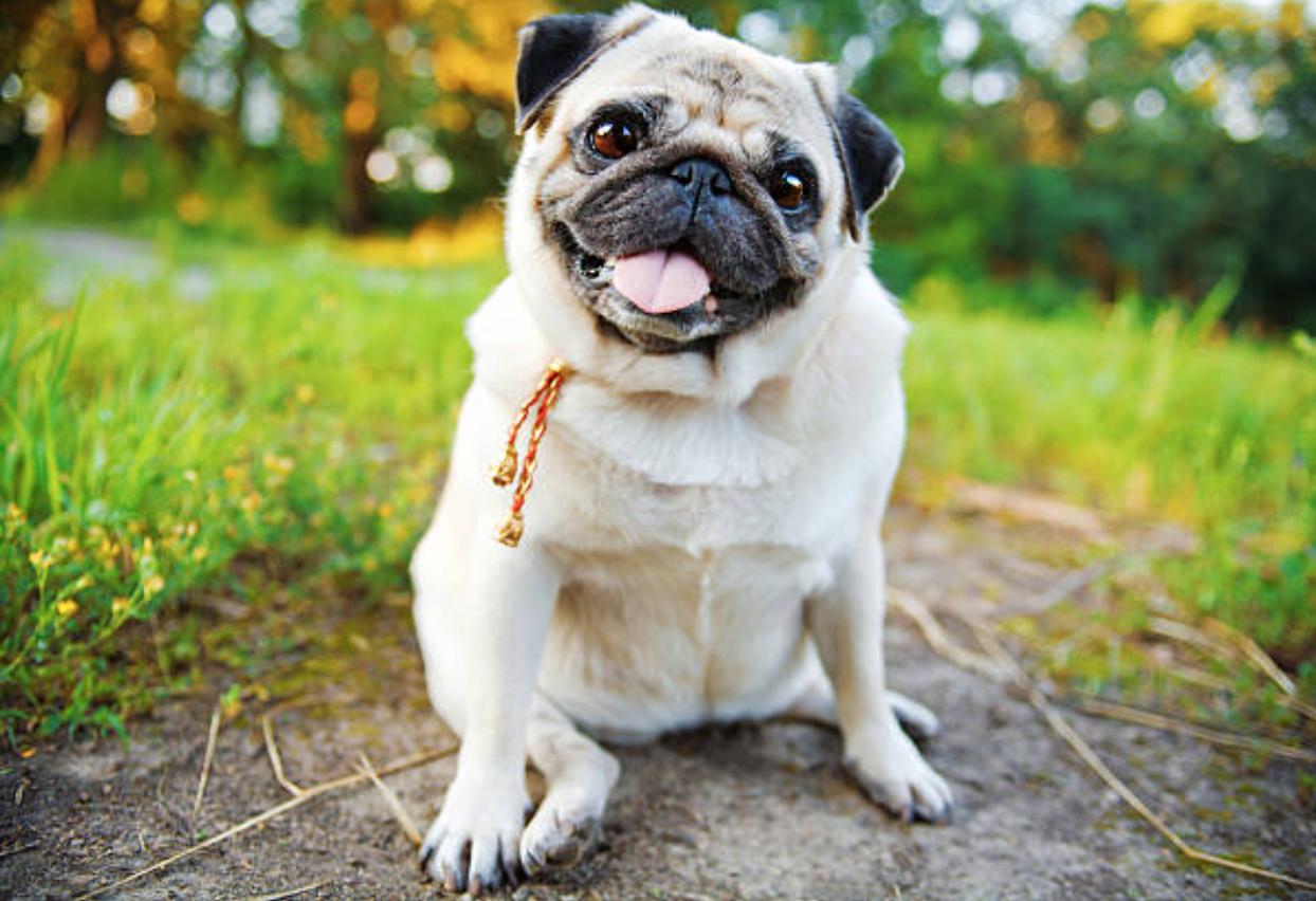 巴哥犬的优点和缺点,巴哥犬的五大优点和缺点