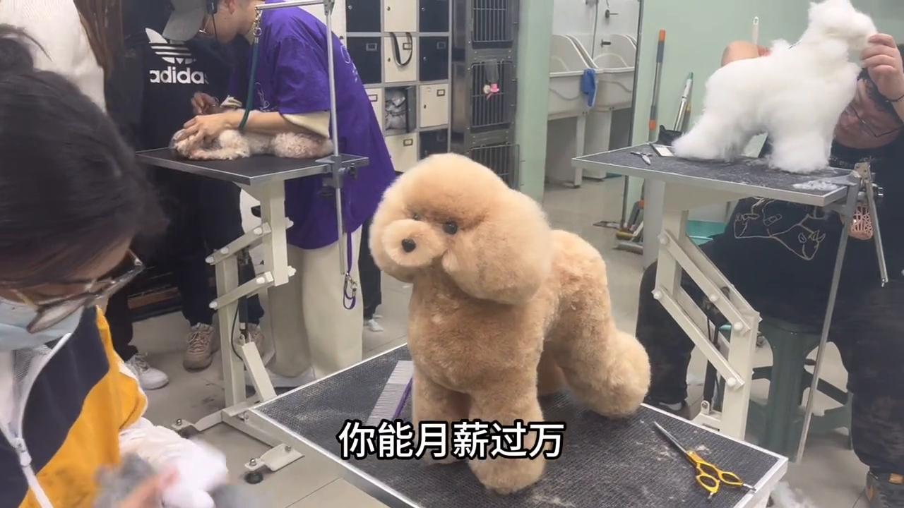 涓婃捣鍝噷鏈夊疇鐗╃編瀹瑰笀鍩硅瀛︽牎,涓婃捣鍌查泟瀹犵墿缇庡鍩硅瀛︽牎