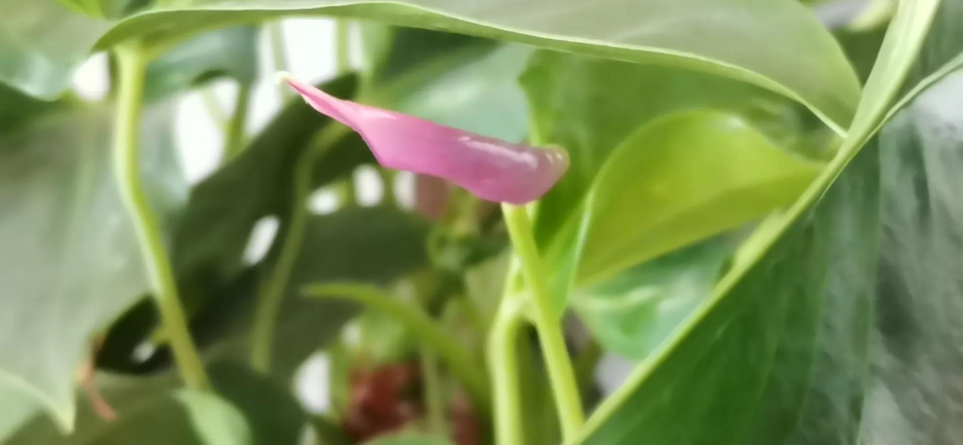 粉掌花变绿了怎么处理,粉掌花败了如何修剪