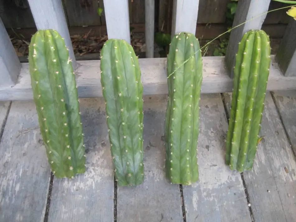 仙人掌养死了养什么花合适,仙人掌养瘪了怎么办