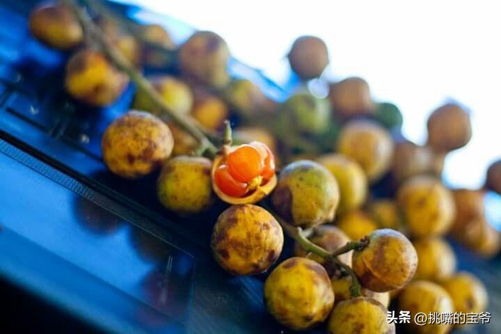 马来西亚特别推荐的水果,华人在马来西亚所占的比例