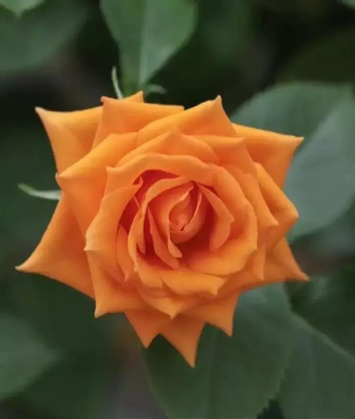 想要拥有自己的一间花店,好想拥有这样的一间花店