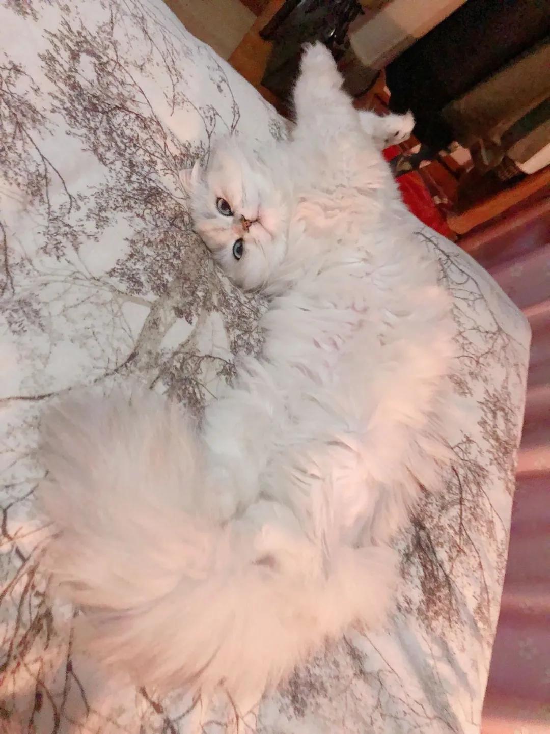 想扔猫怎么办,我想丢掉猫咪怎么办