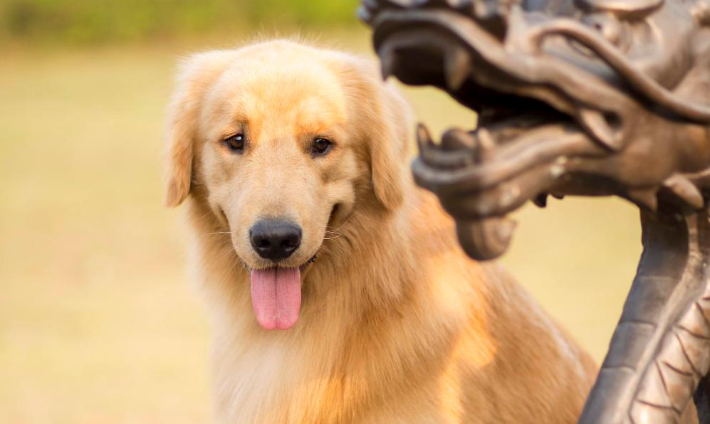 金毛幼崽一个月怎么喂食,金毛的正确喂养方法和注意事项