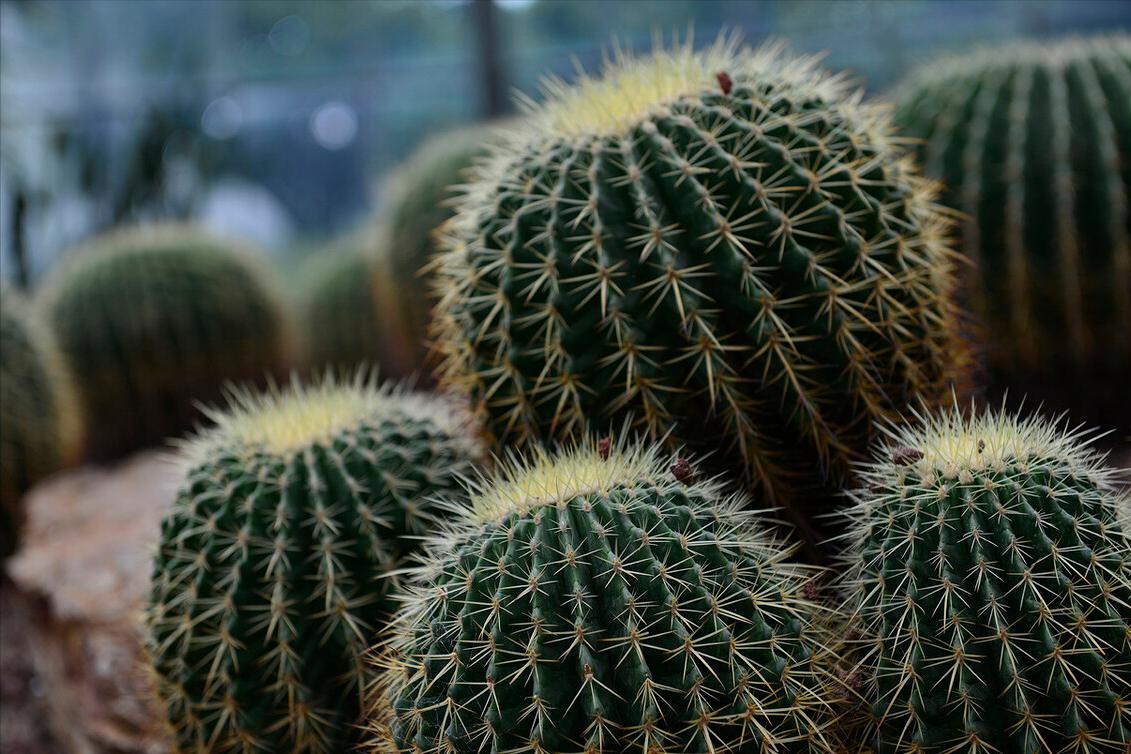 《中国大百科全书（第2版）》读书笔记03147-被子植物门