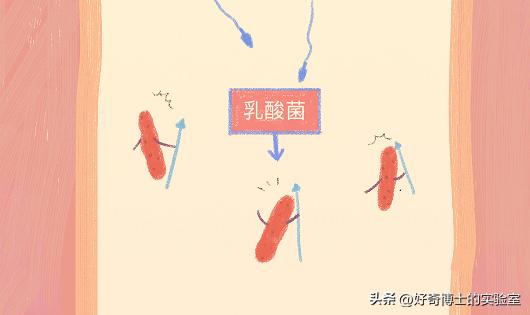 精子进入人体1小时变化,精子进入人体24小时变化