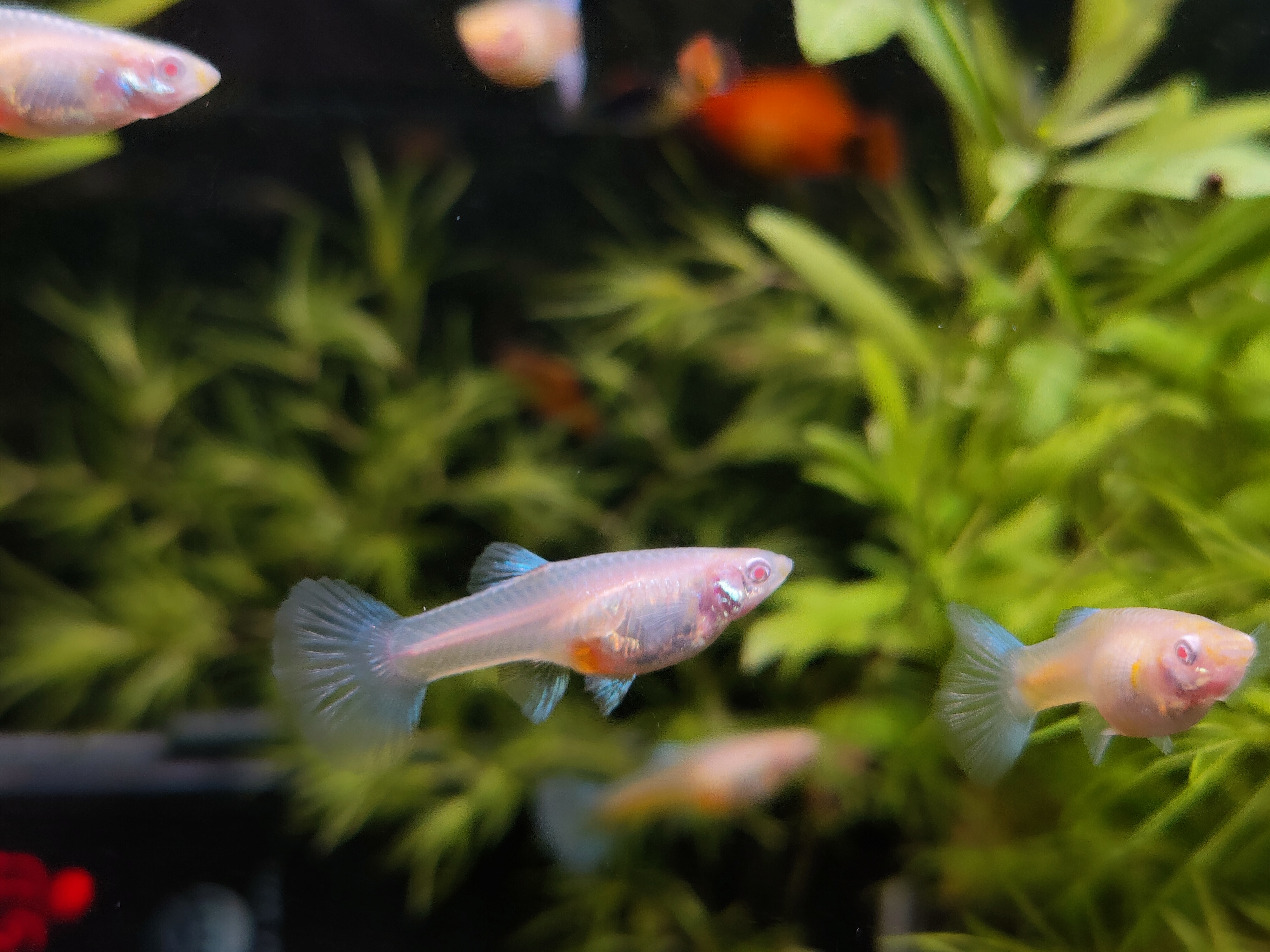 鱼缸里养苹果螺可以放水质稳定剂,什么螺可以净化鱼缸水质