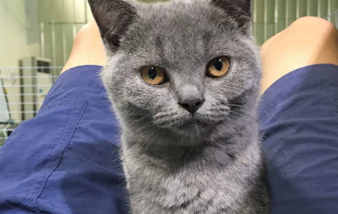 英短蓝猫折耳是不是养不活,英短蓝猫为什么不建议养