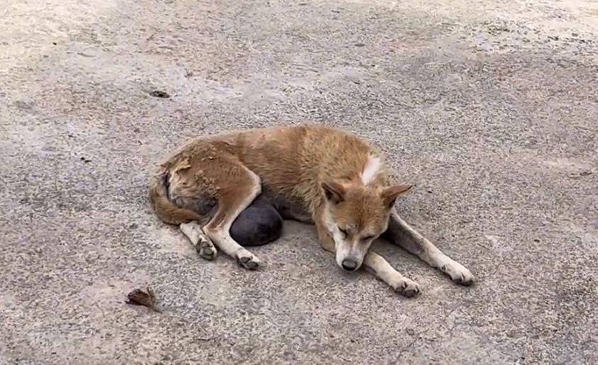 有人说这狗长了价值连城的狗宝，可网友看到，却直呼这只狗狗可怜