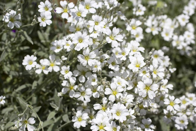 就养不怕淋雨的3种花,适合夏天养的3种花耐热又耐旱
