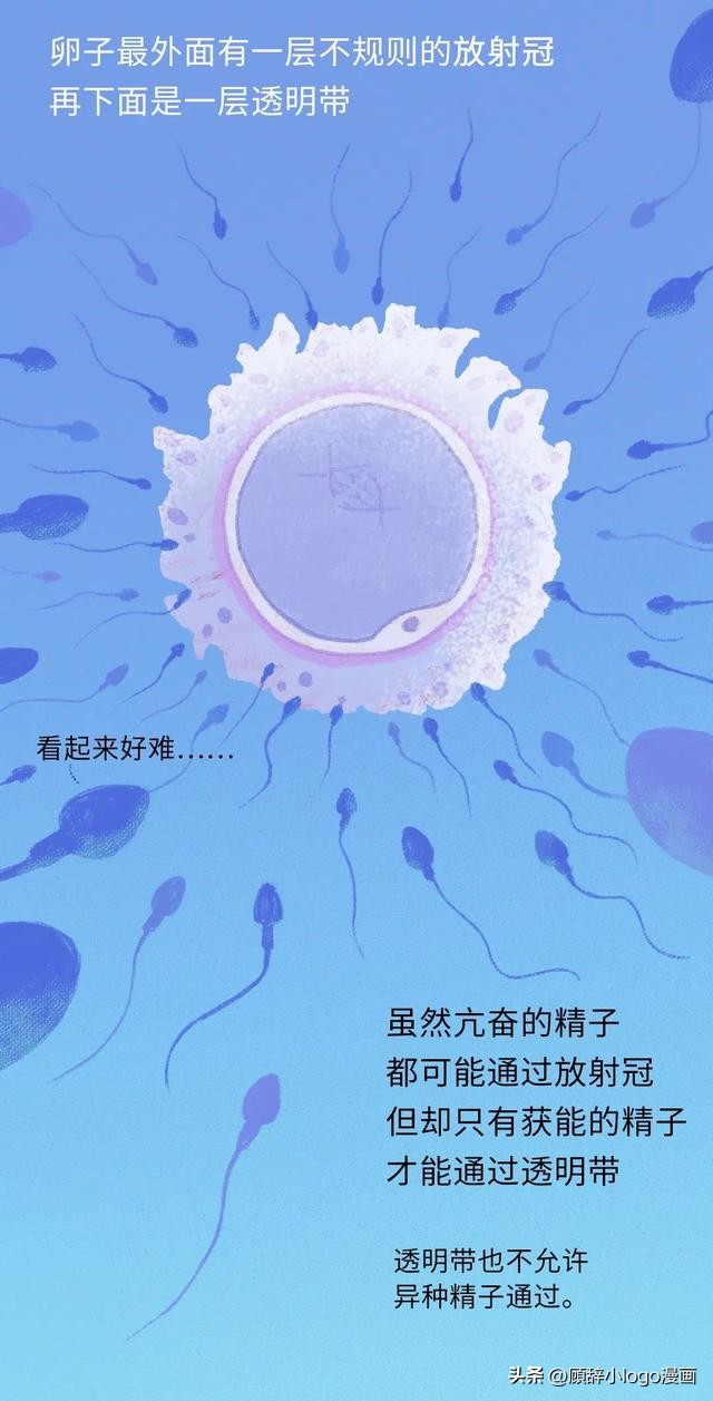 精子进入女生体内的24小时，都发生了些什么？太励志了！（漫画）