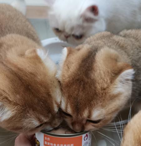 全价猫罐头测评幼猫,猫罐头测评红黑榜幼猫