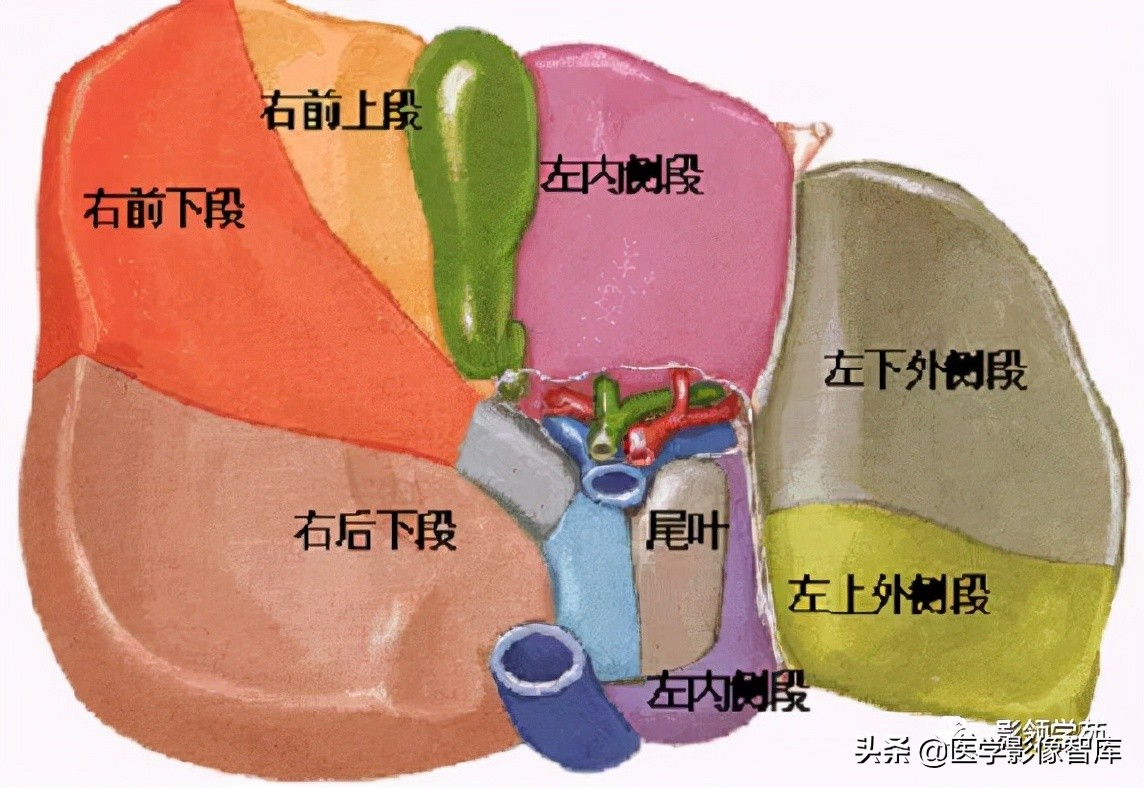 肝脏影像分叶分段解剖图,肝脏分段解剖图谱