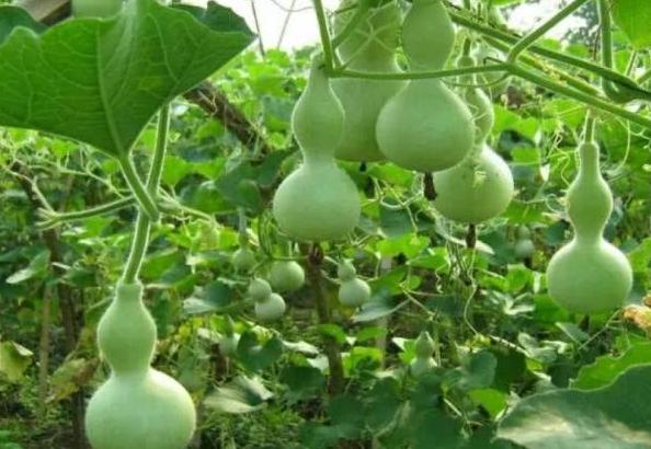 开门见三物财旺人幸福,开门接财福运连连