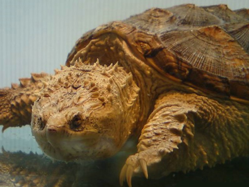 鳄龟养殖方法和注意什么,鳄龟苗子深水饲养方法