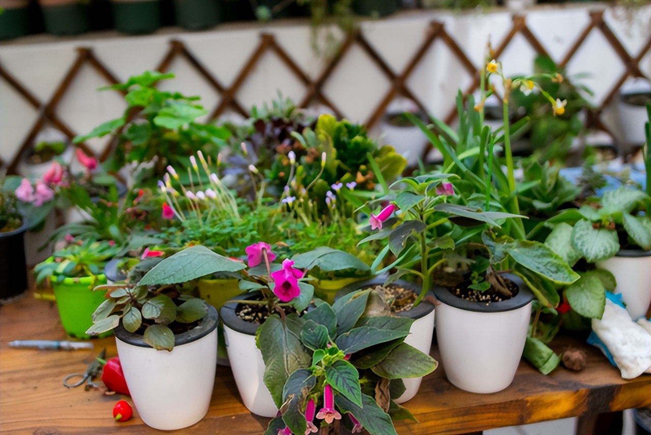 奶奶叮嘱，“花草有三不送，送了变仇人”，过来人的经验