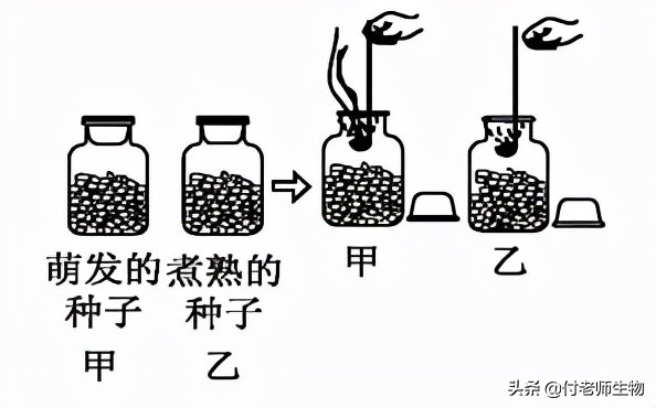 初中生物七年级上册人教版,初中生物七年级上册实验视频
