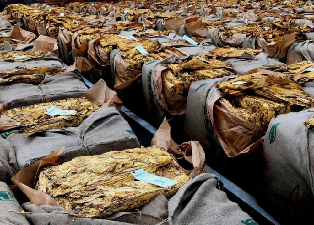 782万一根的雪茄,最贵一根烟雪茄