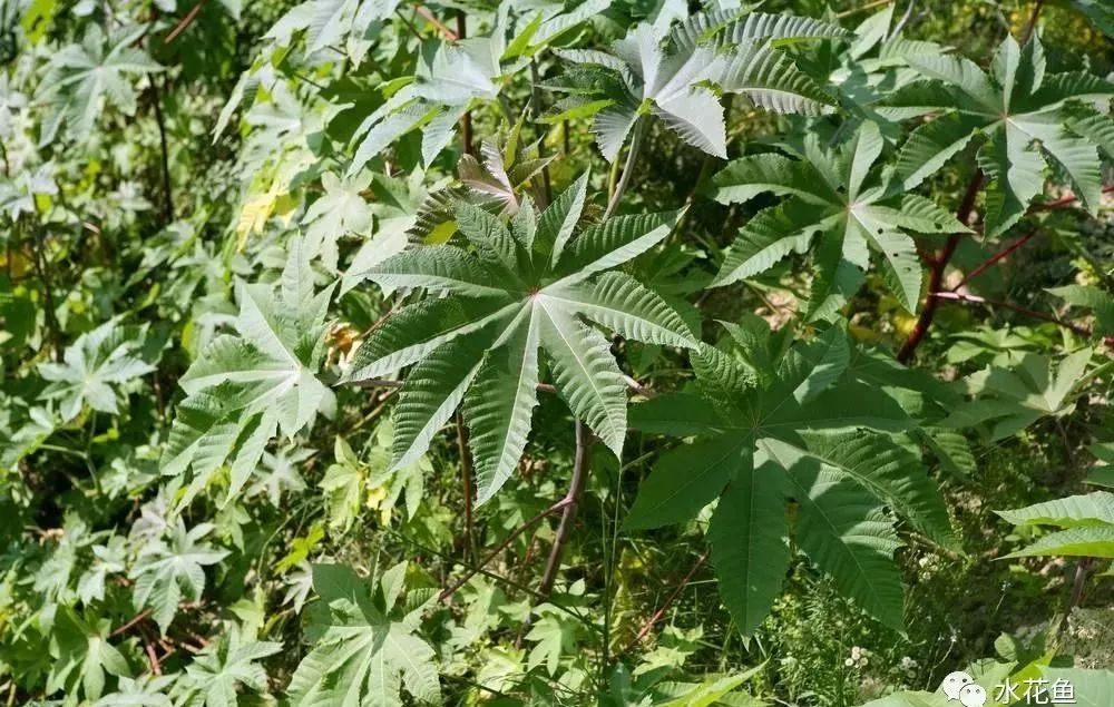 12种水产病害防治,你对水产动物病害的初步认识